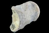 Mosasaur (Platecarpus) Dorsal Vertebra - Kansas #91060-1